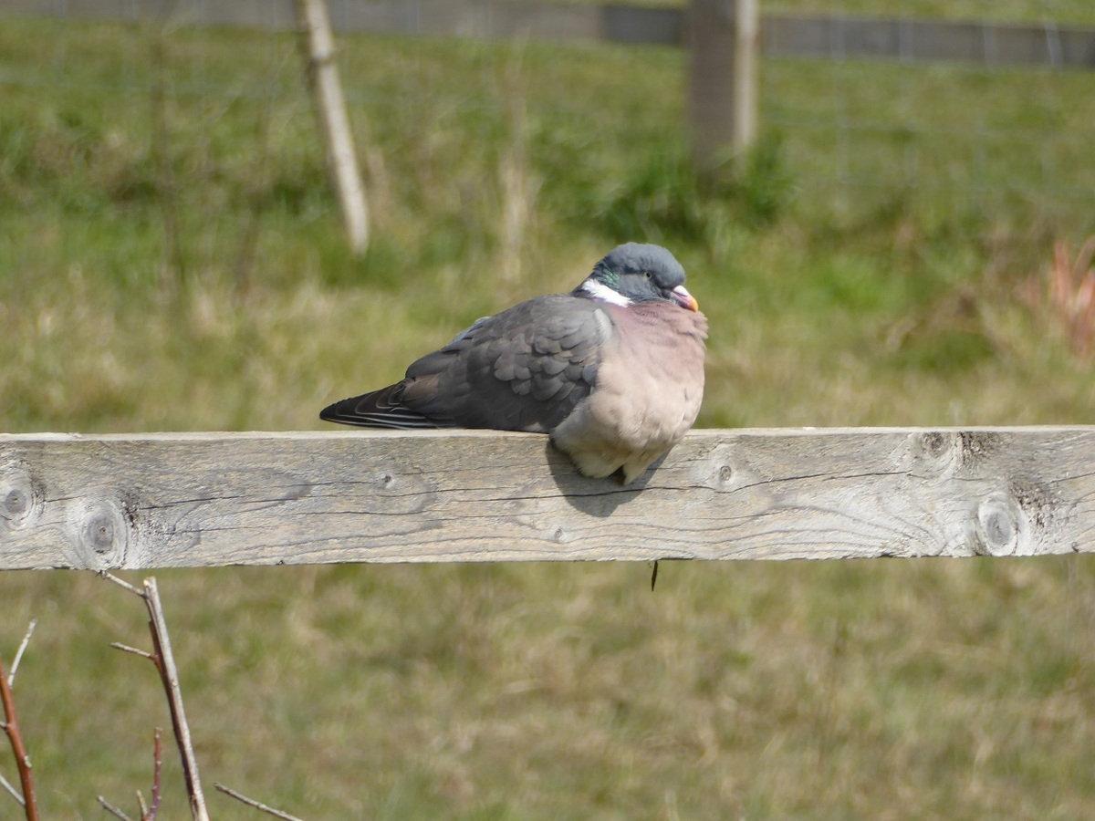 Wood Pigeon